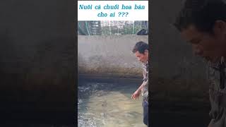 Nuôi cá chuối hoa bán cho ai #cachuoihoa #nuoicachuoihoa #cachuoi