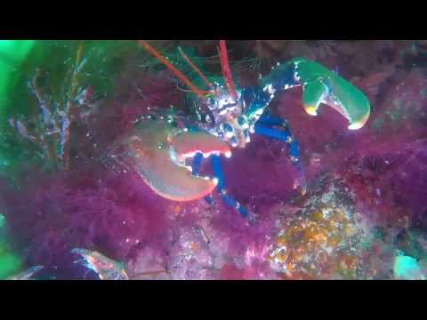 2 Lobsters 1 hole