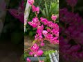 “Coral Vine (Antigonon leptopus): More Than Just a Pretty Flower”