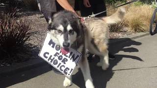 Pro-choice counter protest outside Wellington Hospital