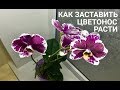 ЦВЕТОНОС ОРХИДЕИ перестал расти ПОЧЕМУ и ЧТО ДЕЛАТЬ?