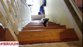 #Bruuh Vines #1