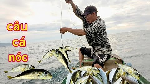 Câu cá nóc"còn gọi là cá xóa nợ"...."!!!