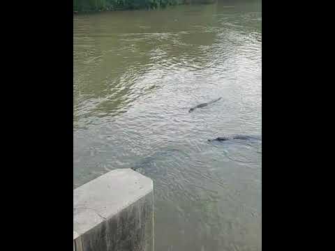 river mississippi alligators
