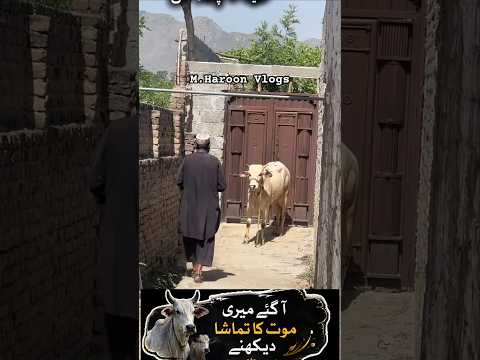 Qurbani Ka Bail Bhi Shock Mein! 😂 | Eid ul Adha Funny Moments #funny #funnymoment #laughnonstop