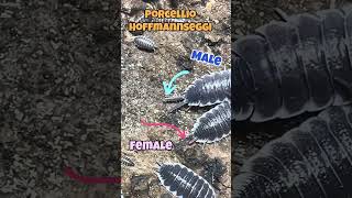 Porcellio Hoffmannseggi #isopodfactory #titanisopod #hoffmannseggi