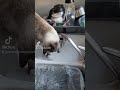 un qui chat qui s'amuse avec de l'eau