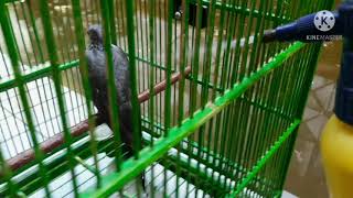 cara memandikan burung supaya cepat basah