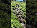#green#grass #nature#sun #morning#water#flowing #shorts #short #shortsfeed #shortvideo #shortsvideo