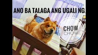 ANO BA TALAGA ANG UGALI NG CHOWCHOW!