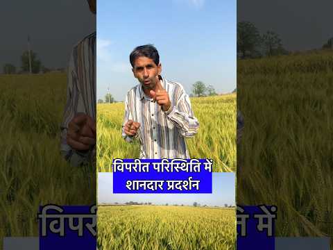 अबकी बार गेहूँ की ये वाली वैरायटी है नंबर 1 | Gehu ki kheti | #desh_ki_jaan_hamare_kisan #shorts