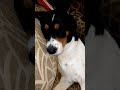 “Let sleeping dogs dream 💭” #dogreels#viralshorts#ytshorts#shorts