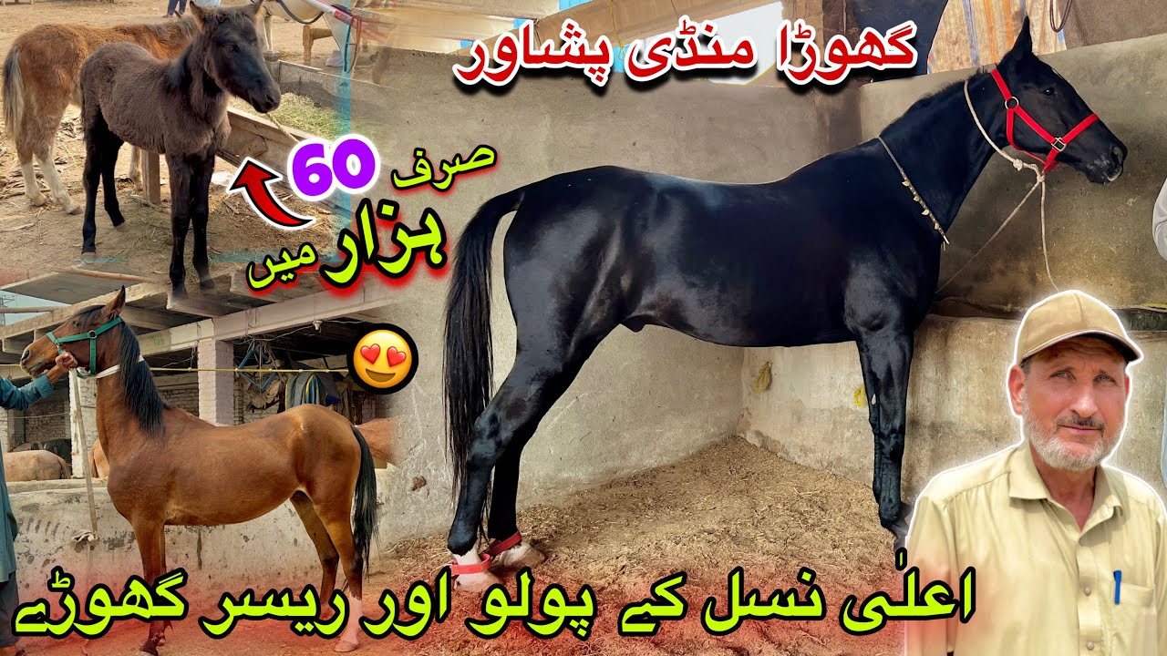 Horse Mandi Ring Road Peshawar 2024 Updates | 22 Lac Desi Racer Horses Arrived Khyber Social Tv