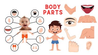 Learn Body Parts For Kids l Body Parts In English l Learn English for Kids l Parts of Body For Kids