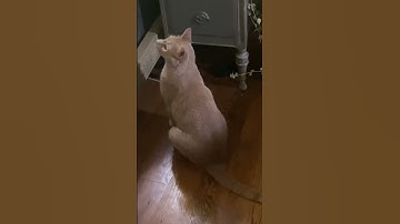 Catnip catastrophe ￼ imminent