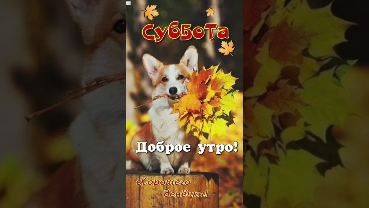 Доброво дня