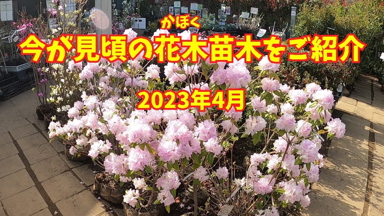 今が見頃の花木苗木をご紹介 2023年4月 - YouTube