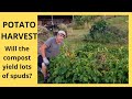 Compost Potato Harvest!