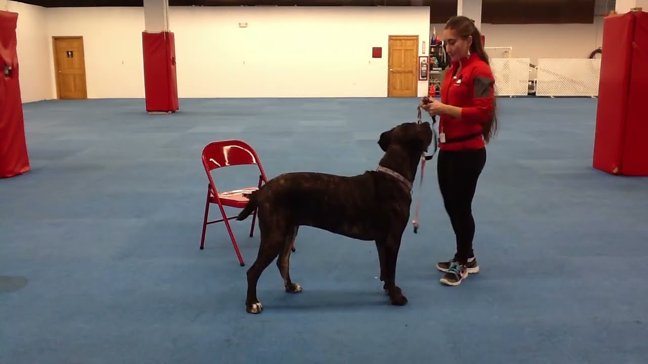 Dog Training Tips Desensitizing Harnesses and Gentle Leaders YouTube