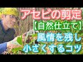 【アセビの剪定】コンパクトで風情よく楽しむための花後の手入れ(2026年3月)🌸🌱