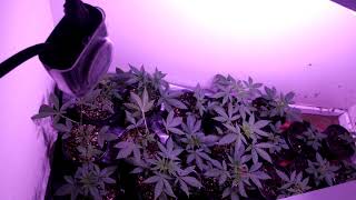 Runtz spider farmer led grow update