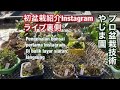 初盆栽紹介Instagramライブ裏側やじま園@tane.bonsaiPengenalan bonsai pertama InstagramDi balik layar siaran langsung
