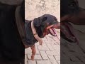 Tinku Don hai tu😂😂#shortsfeed #shortsviral #rottweiler #anmals #youtubeshorts #shortvideo #2026
