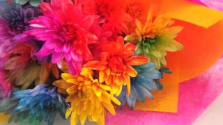 Rainbow Chrysanthemums