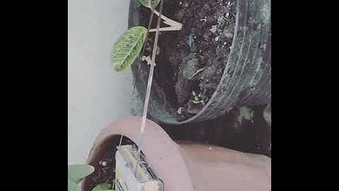 Ambient tape loops installation with walkman mod in outdoor session