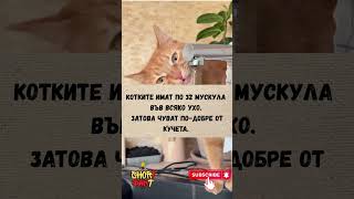 Защо Котките Чуват Повече От Кучетатаабонирайте Се За Още Знания