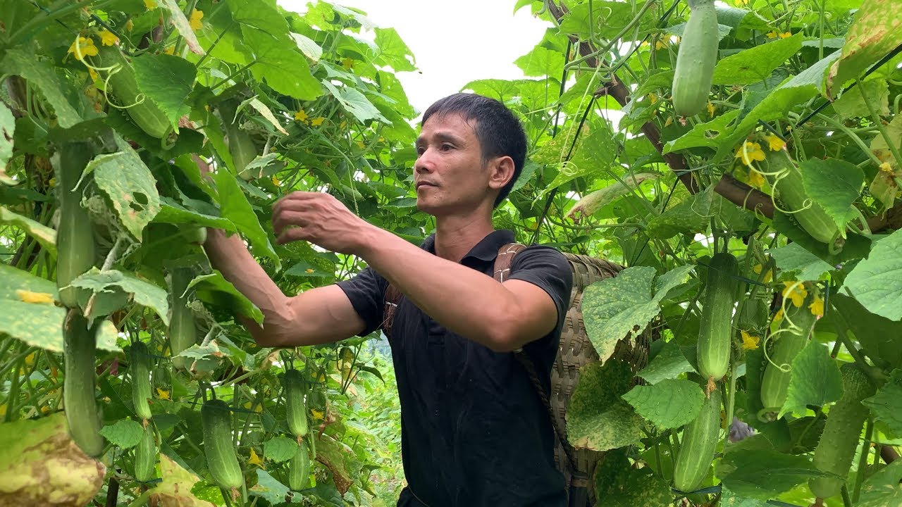 Building a new life l Harvesting cucumbers to sell at the market l ...