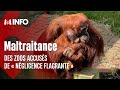 Maltraitance animale  des zoos accuss de  ngligence flagrante 