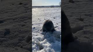 Diggin’ Old English Sheepdog |#ourdoggustavo