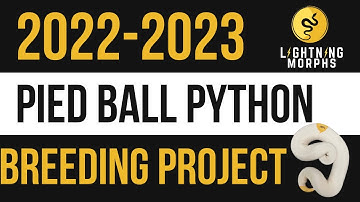 PIED BALL PYTHON BREEDING PROJECT