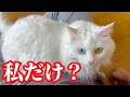 そう思うのは私だけ?