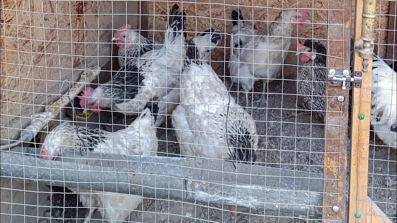 Товук битласа Уй Шароитида Даволаш Хирилаган Товукни Уй Шароитида Даволаш 