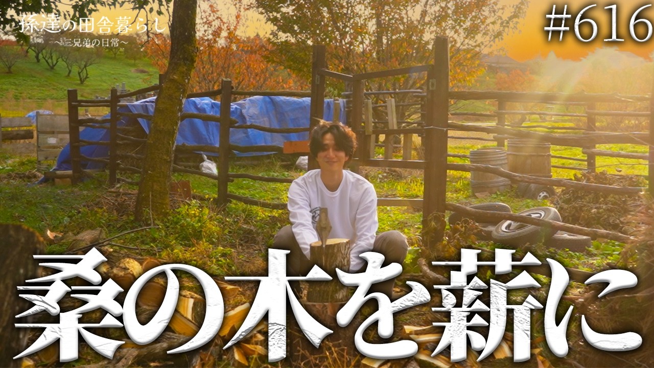 ☆薪☆木☆伐採した木☆令和3年秋☆希望者にはオマケあり 薪割り】伐採した木の後始末…どうせなら再利用したい‼️ #709 - YouTube