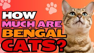 How Much Are Bengal Cats?🐾