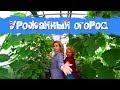 Урожайный огород/Огород тетушки Аллы/Кабачки, огурцы, помидоры, цветы.