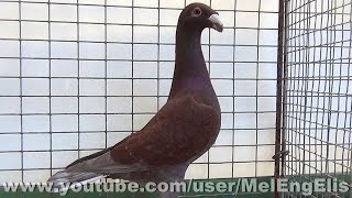 Pigeon de Beauté Allemand rouge - Évreux 2024