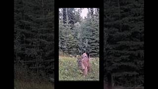 A Rare Look at Cougars in the Wild 🐾 #wildlife #animals #nature #cameratrap A Rare Look at Cougars in the Wild 🐾 #wildlife #animals #nature #cameratrap