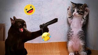 Try Not To Laugh Dogs And Cats  Best Funny Animal Videos 2024 #14