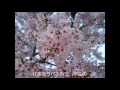 四ツ谷用水～桜川