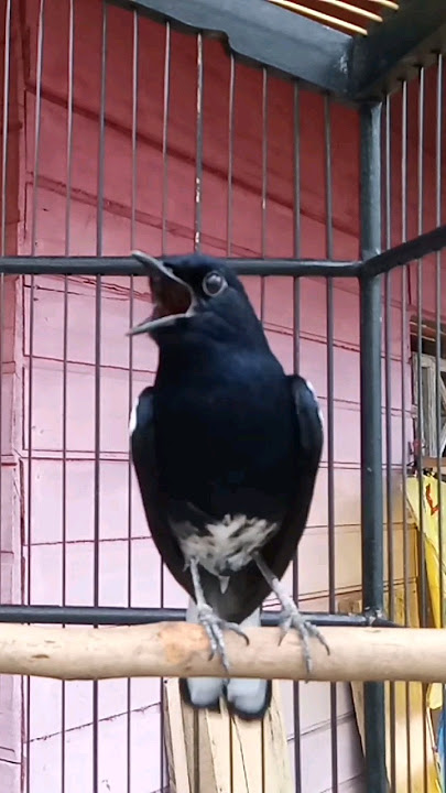 Kacer TRETES full materi #kacerfulltarung #kacer #kicaumania #tembakankacer #kacersore #burung