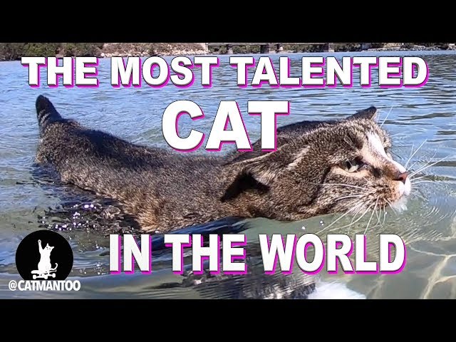 The Most Talented Cat in the WORLD lives in Australia (Compilation)