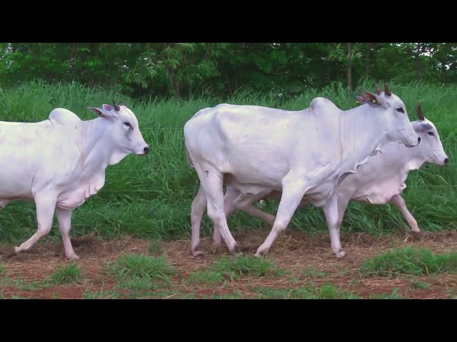 LOTE 91   4106 2829 3592 mp4