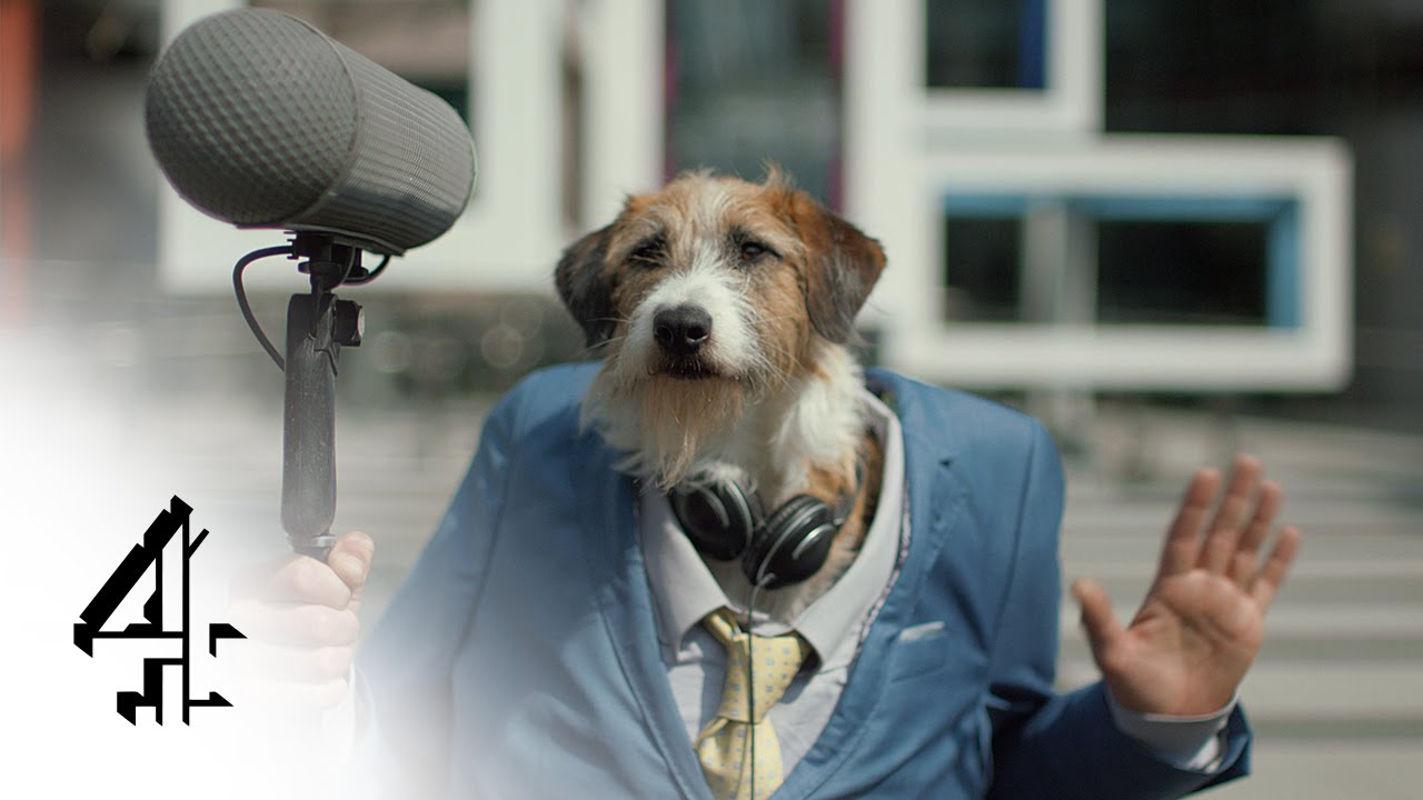 english springer spaniel mix