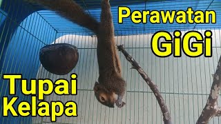 Cara At Gigi Bajing Kelapa