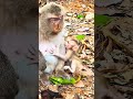 #monkey #babymonkeybobby #cute #animallife #funny #animals #pets #babymonkey
