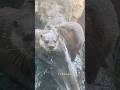 《鳥羽水族館》コツメカワウソ「おかか」「れん」🤎飼育係にホースの水で遊んでもらっていました💦　#鳥羽水族館 #aquarium #animals #コツメカワウソ #otter